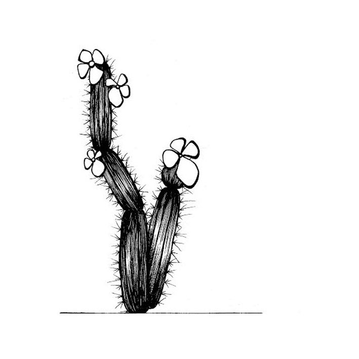 Original (cactus)